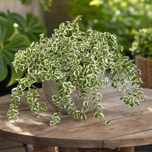 Variegated Creeping Fig Vine - Ficus Pumila Variegata - 3 Live Fully Rooted 2 Inch Plants - Climbing Ivy - Image 4