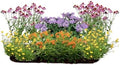 16 Live Outdoor Native Plants for Full Sun from My Home Park – Includes Aromatic Aster, Blue Mistflower, Butterfly Weed & Lanceleaf Coreopsis – Not Seeds – 4–8” Tall on Arrival – Easy to Grow by MyHomePark