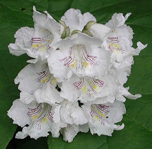 Catalpa speciosa, 2-3 Year Old Stubby Bonsai,Northern Catalpa, Cigar Tree - Image 3