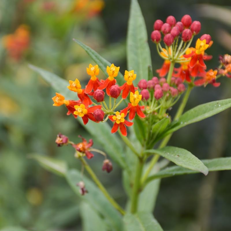 2 Red Milkweed Live Plants, 4–6 Inches Tall, Tropical Flowering Plant - Image 6