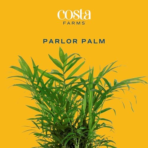 Costa Farms Parlor Palm, Live Indoor Plant, Tropical Decor, Air Purifying - Image 3