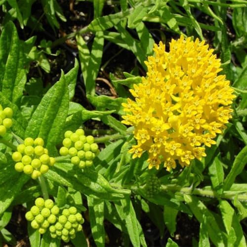 2 Yellow Milkweed Live Plants, Well-Rooted Starter Plant, 4-6 Inch Tall - Image 7