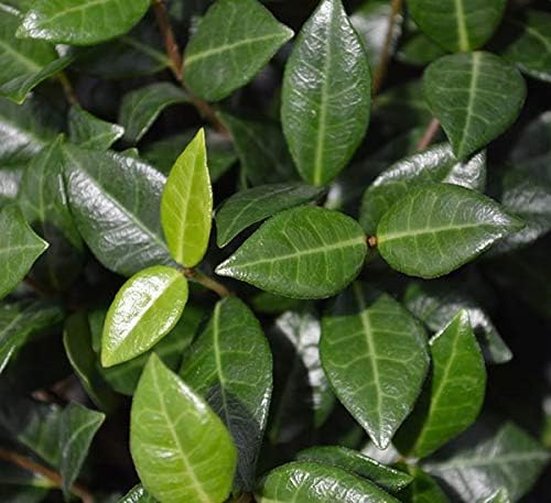 Asiatic Jasmine (2.5 Quart) Minima Live Real Plant - Evergreen Ground Cover - Outdoor Indoor Full Sun Drought Tolerant - Image 3