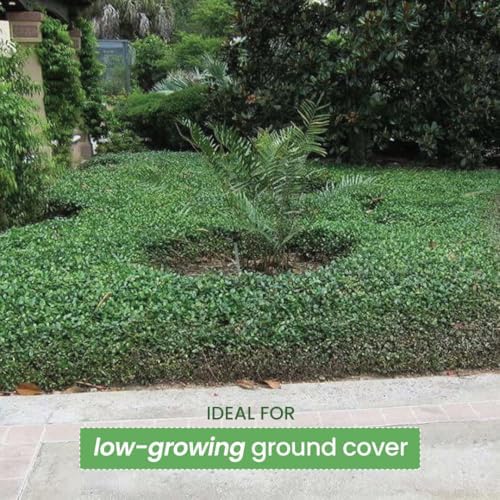 American Plant Exchange Asiatic Jasmine Minima – 6-Inch with Pot – Live Evergreen Groundcover Plant, Low Maintenance Greenery for Home, Garden Beds, or Landscape Borders - Image 4