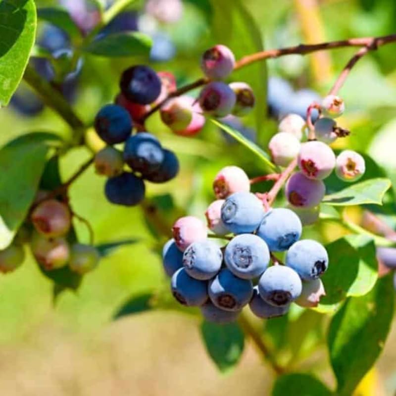 2 Biloxi Blueberry Live Plants, Backyard Berry Bush - Image 3