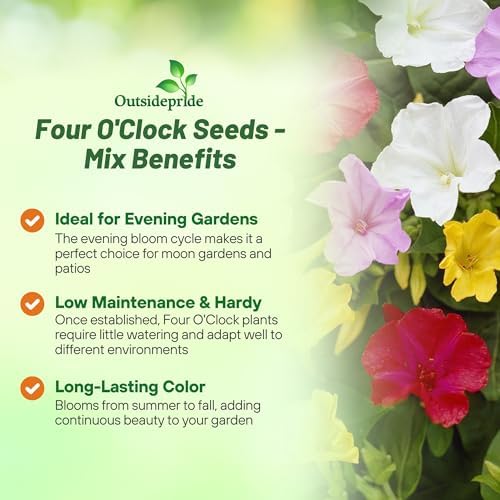Outsidepride Mixed Four O'clock Flower Seeds - 1/4 lb Perennial Fragrant, Trumpet-Shaped Blooms, Deer-Proof & Easy to Grow, for Pollinator & Evening Gardens, Containers, Hedges, or Borders - Image 4