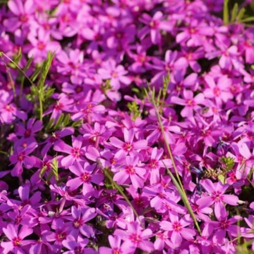3 Pink Creeping Phlox Plants, Perennial Ground Cover 4-6 Inches - Image 4