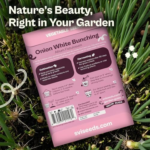 SVI 500 Bunching White Onion Seeds For Planting (Allium fistulosum) – Green Onion Seed Packets, Bunching Scallions Seed, Cebolla – Heirloom Vegetable Seeds for Planting Outdoors Home garden Containers - Image 2
