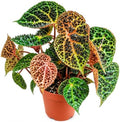 Begonia Ferox Live Houseplant - Rare Spiked Fierce Rooted Starter Plant by NYCitySucculents