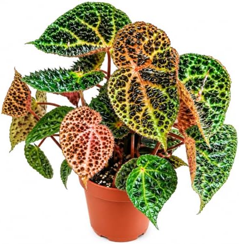 Begonia Ferox Live Houseplant - Rare Spiked Fierce Rooted Starter Plant by NYCitySucculents