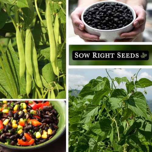 Sow Right Seeds - Black Turtle Bush Bean Seed for Planting Outdoor Garden - Image 4