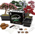Bonsai Starter Kit, 5 Seeds Growing into Acacia, Wisteria, Sakura, Red Maple and Black Pine, Including Complete Gardening Tools with A Gift Box for Men Women Beginners by StartYourSeedSuccessStory