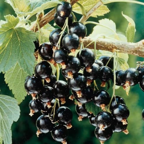 Black Currant Live Plant, Cold Hardy Berry Fruit Seedling, 5-9 Inch Tall by HILROQG