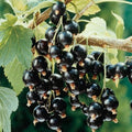 Black Currant Live Plant, Cold Hardy Berry Fruit Seedling, 5-9 Inch Tall by HILROQG