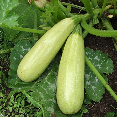Seeds Zucchini Courgette Squash Bush Type 36 Days Heirloom Vegetable for Planting Non GMO - Image 3