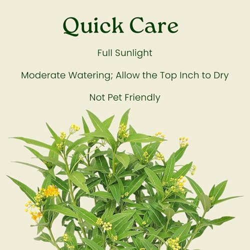 Live Yellow Milkweed Plant (Asclepias Curassavica) – 3 Gallon Pot, 28–34” Tall – Butterfly Host & Pollinator Attractor for Outdoor Gardens, Monarch Habitat Native Perennial, Grown in the USA - Image 6