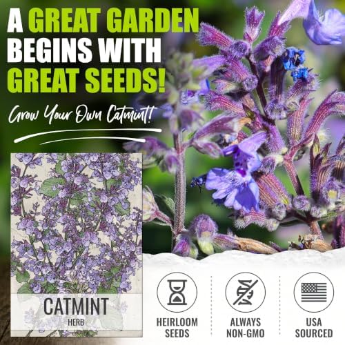 Seed Needs Catmint Seeds to Plant an Herb Garden - 2 Packs - Image 2