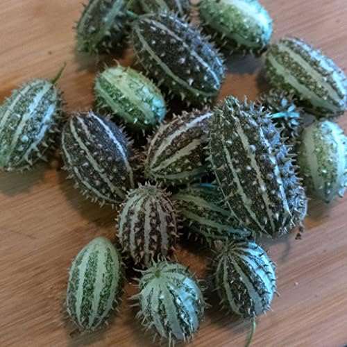Eden Brothers Cucumber Seeds - Bush Hog, Packet - Image 3