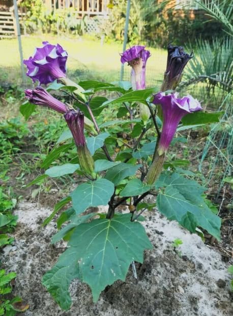 Black Currant Angel’s Trumpet Live Plant – Brugmansia Hybrid – Purple White Flowers – Fragrant Tropical Shrub – in Pot - Image 7
