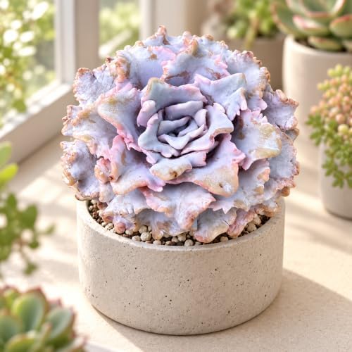 Echeveria 'Crispate Beauty' 4 Inch Bare Root Live Succulent Plant - Image 6