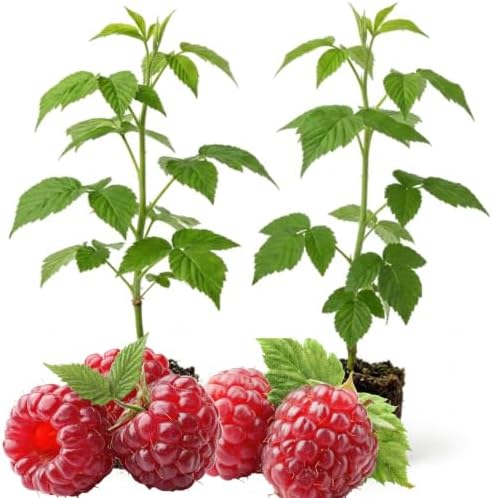 2 Red Raspberry Live Plants, 4-8" Tall Fruit Starters by AKTRD