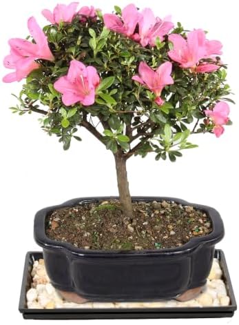 Brussel's Bonsai - Medium Satsuki Azalea Live Bonsai Tree, Potted Outdoor Plant by BrusselsBonsai