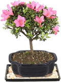 Brussel's Bonsai - Medium Satsuki Azalea Live Bonsai Tree, Potted Outdoor Plant by BrusselsBonsai