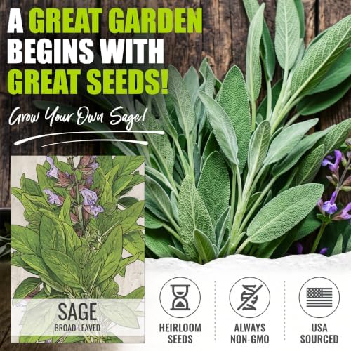 Seed Needs Broad Leaved Sage Seeds to Plant an Herb Garden - 2 Packs - Image 2