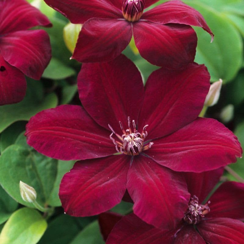 Red Clematis Live Plant, 2.5" Pot, Fragrant Flowering Vine - Image 4