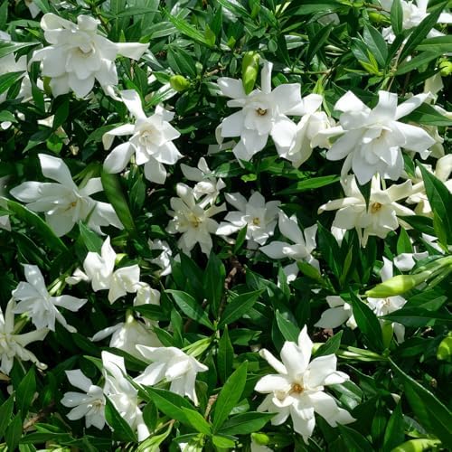 Frostproof Gardenia (2.5 Quart) Flowering Evergreen Shrub with Glossy Green Foliage and White Fragrant Blooms - Full to Part Sun Live Outdoor Plant - Image 5