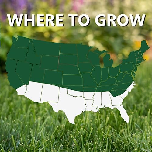 Jonathan Green Black Beauty Dense Shade Grass Seed - 1 lb - Image 4