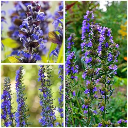 Seed Needs Blue Hyssop Seeds to Plant an Herb Garden - 1 Pack - Image 6
