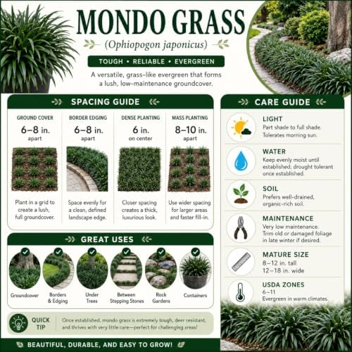 Mondo Grass 18 Pack - Evergreen Groundcover - Full Sun to Part Sun Live Outdoor Plant Loropetalum Grass Plugs - Image 5