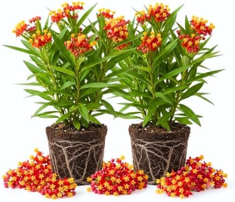 2 Red Butterfly Milkweed Plants Live, Asclepias Tuberosa Tropical Flowers by UIOTER