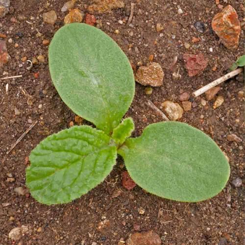 Seed Needs White Borage Seeds to Plant an Herb Garden - 1 Pack - Image 6