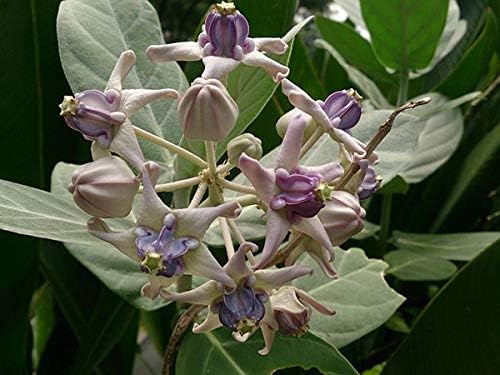 Calotropis Gigantea Giant Milkweed - Live Tropical Tree Plant - Unsual Butterfly Garden Purple Flowers - Emerald Goddess Gardens - Starter Sz 4 Inch Pot - Image 4