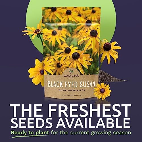 Black Eyed Susan Seeds – Bulk Quarter Pound Bag – Over 400,000 Open Pollinated Non-GMO Wildflower Seeds – Rudbeckia hirta - Image 2