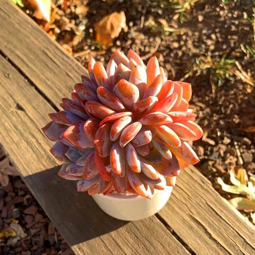 Echeveria Orange Monroe Rare Live Succulent, Multi-Head Rosette Succulent, 3-4 Heads 3.5 Inch Bare Root Live Plant, No Pot Soil, Easy Care Indoor Houseplant, Outdoor Plant Party Decoration - Image 6