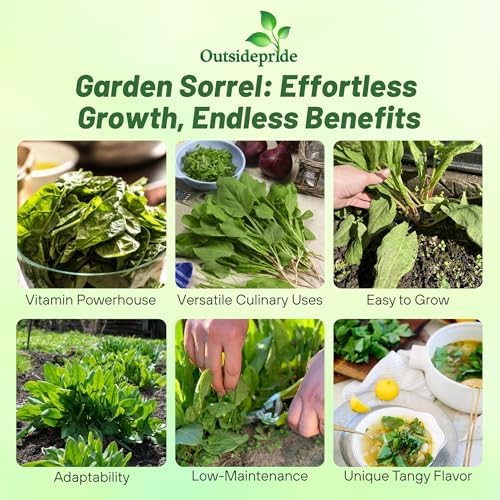 Outsidepride Sorrel Seeds - 5,000 Pcs Perennial, Easy-to-Grow, Drought and Frost Tolerant Herb & Microgreens for Culinary Use, Pollinator Gardens, and Outdoor Landscaping - Image 2