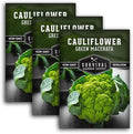 Green Macerata Cauliflower Seeds for Planting, 3 Packs by SurvivalGardenSeeds