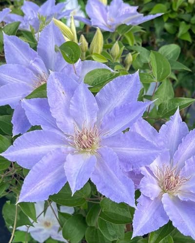 Perennial Farm Clematis Boulevard® Tranquilite™ Hybrid– Live Clematis Vine in 4 Quart Container, Pale Lavender Blooms, Compact Climber, Long Blooming, Ideal for Trellises, Containers & Fences by PerennialFarmMarketplace
