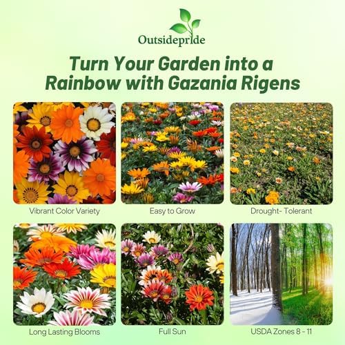 Outsidepride New Day Mixed Gazania Seeds for Planting – 25 Pcs Perennial, Low-Maintenance, Drought-Tolerant Ground Cover Seeds for Vibrant Summer & Fall Flowers, Great for Outdoor Gardens - Image 2