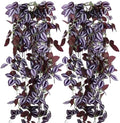 2-Pack Fake Hanging Plants, Faux Hanging Plant Artificial Greenery for Living Room Bedroom Boho Wall Shelf Indoor Outdoor Decor (Purple-Eyed Hairy Leaf) by Unknown
