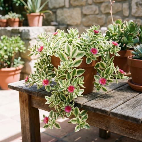 Variegated Delosperma Ice Plant, Succulent Live Plant, 5-7 Inch Tall - Image 2