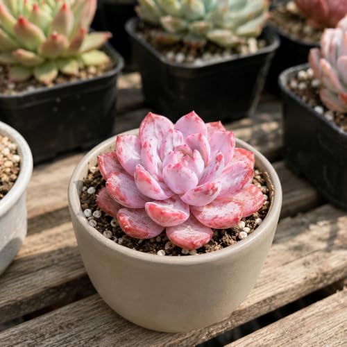 3 PCS Echeveria 'Pink Peony' Live Succulent Plant 1.5 Inch, Rare Rosette Succulent Bare Root No Pot, Low Maintenance Plant for Decorative Planters, Patio Garden Collection & Modern Living Spaces - Image 4