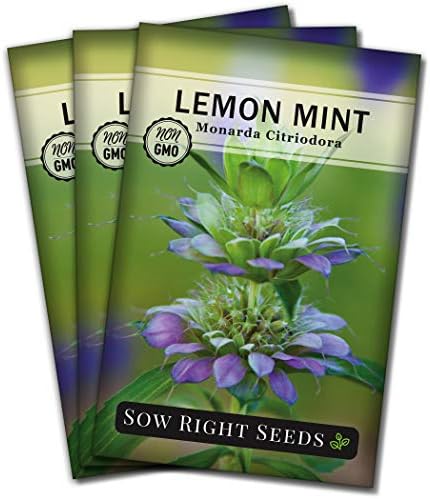 Sow Right Seeds - Lemon Mint Seed for Planting Perennial Medicinal Herb 3pk by SowRightSeeds