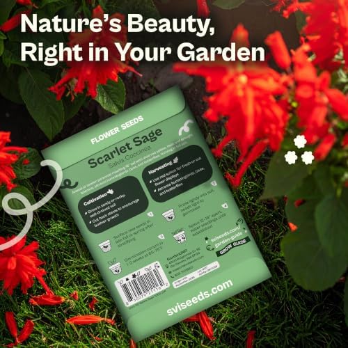 SVI 1000 Red Sage Seeds for Planting Outdoors (Salvia coccinea) – Scarlet sage, Deer Resistant Wildflower – Heirloom Flower Seeds to Plant Outside & Inside Garden, Beds, Containers - Image 2