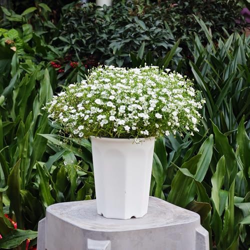 10 Pack 5.30 Inch White Plastic Deep Nursery Flower Pots and Seedling Planter for Succulent, Cutting, Transplanting - Image 3