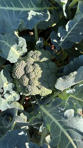 Marathon F1 Broccoli Seeds for Planting: 75 Count - Image 5