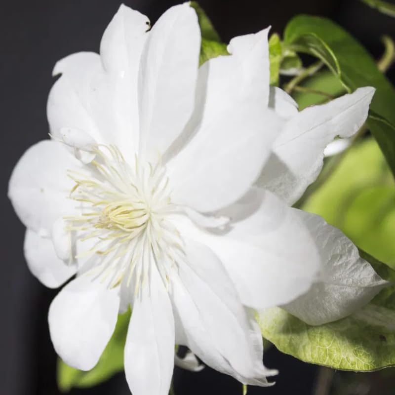 White Clematis Live Plant, 2.5" Pot, Fragrant Flowering Vine - Image 5